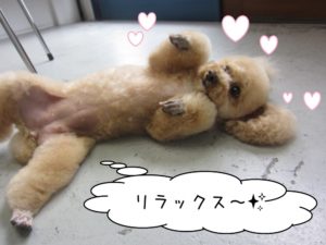 リラックストイプードル