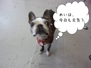 施術後ボストンテリア