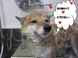 シャンプー中柴犬