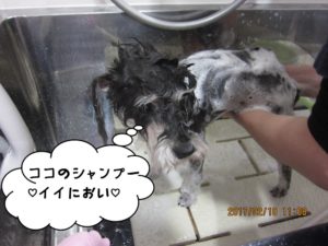 シャンプー中Mシュナ