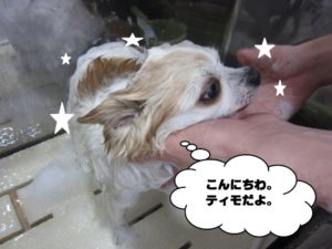 シャンプー中チワワ