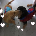 仲良しミニチュアダックス