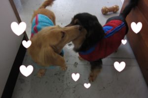 仲良しミニチュアダックス