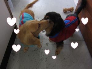 仲良しミニチュアダックス