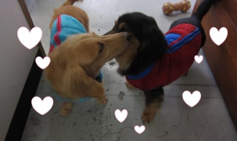 仲良しミニチュアダックス