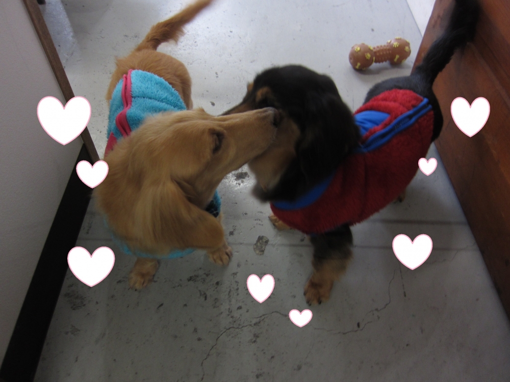 仲良しミニチュアダックス