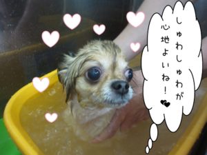 スパ中チワワ