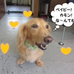 笑顔ミニチュアダックス