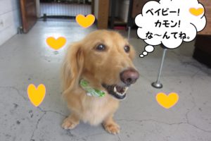 笑顔ミニチュアダックス