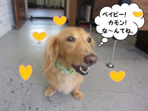 笑顔ミニチュアダックス