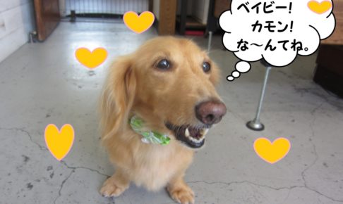 笑顔ミニチュアダックス