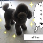 おすましトイプードル