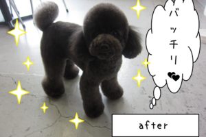 おすましトイプードル