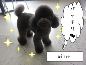 おすましトイプードル