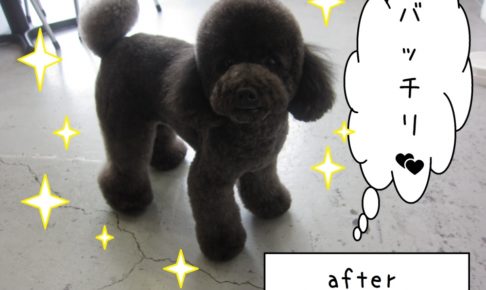 おすましトイプードル