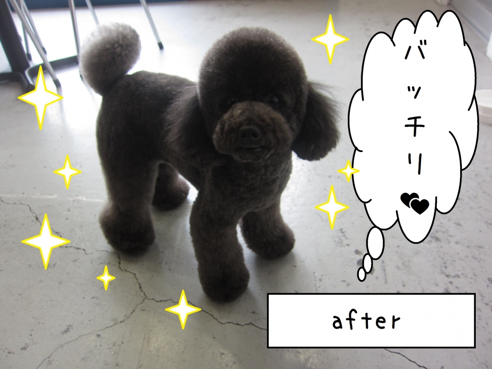 おすましトイプードル