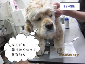 カット前コッカー