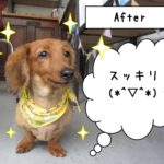 おすましミニチュアダックス