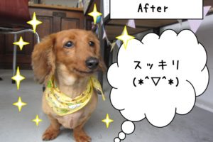 おすましミニチュアダックス