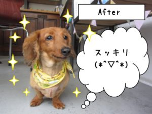 おすましミニチュアダックス