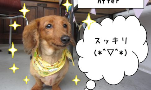 おすましミニチュアダックス