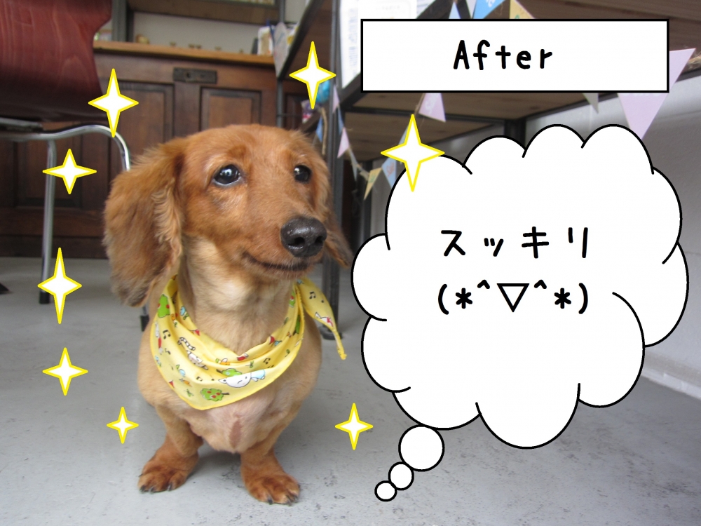 おすましミニチュアダックス