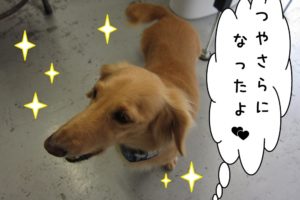 ご機嫌ミニチュアダックス