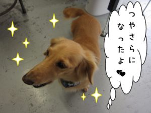 ご機嫌ミニチュアダックス