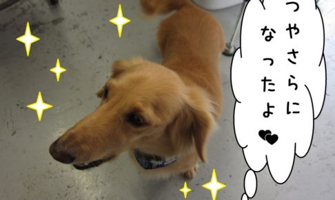 ご機嫌ミニチュアダックス