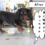 おすましミニチュアダックス