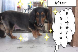 おすましミニチュアダックス