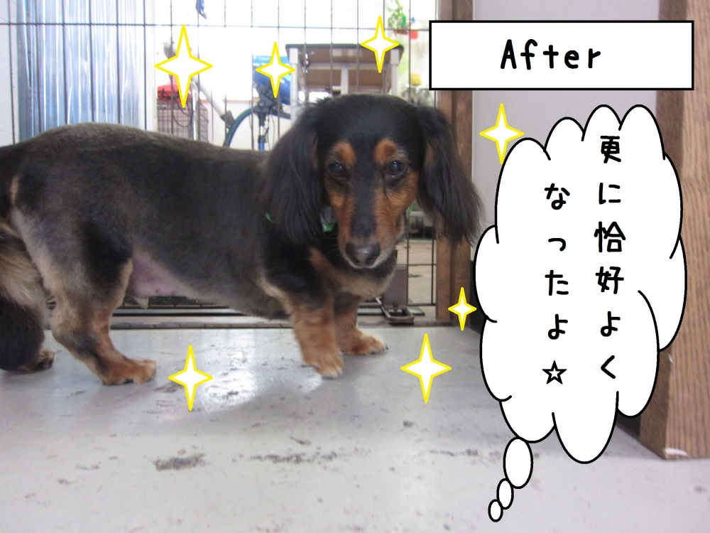 おすましミニチュアダックス