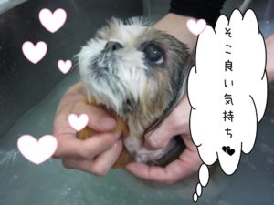 スパ中シーズー