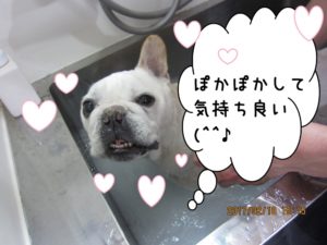 スパ中フレンチブルドッグ