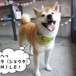 笑顔柴犬