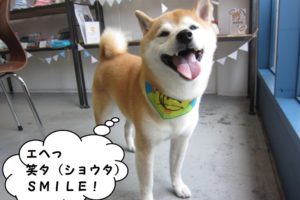 笑顔柴犬