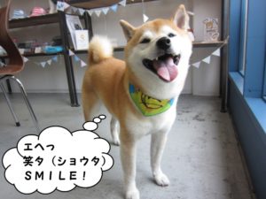 笑顔柴犬