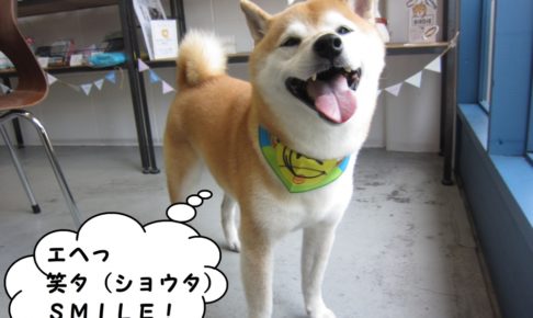 笑顔柴犬