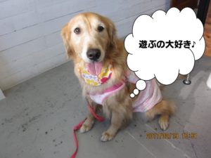 施術後ゴールデンレトリーバー