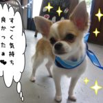 おすましチワワ