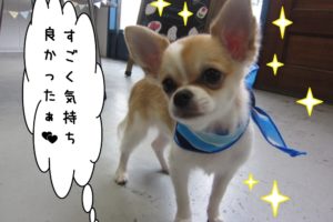 おすましチワワ