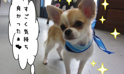 おすましチワワ