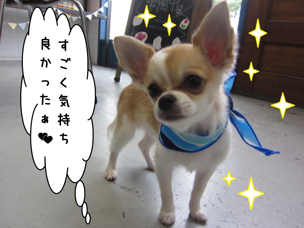 おすましチワワ