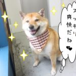 笑顔柴犬