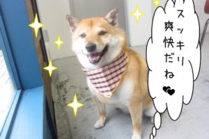 笑顔柴犬