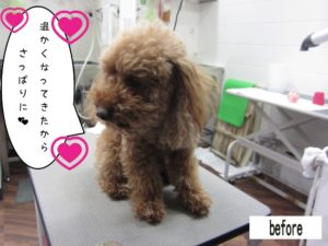 カット前トイプードル
