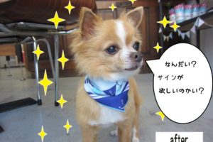 おすましチワワ