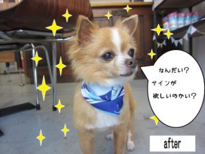 おすましチワワ