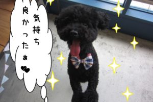 舌出しトイプードル