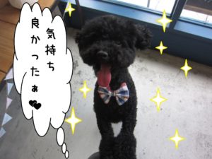 舌出しトイプードル